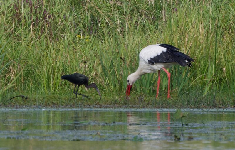 Ibis falcinelle et cigogne blanche en Creuse