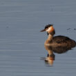 Grèbe huppé en Creuse