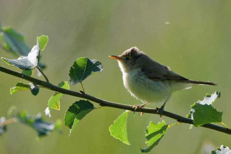 Hypolaïs polyglotte en Creuse