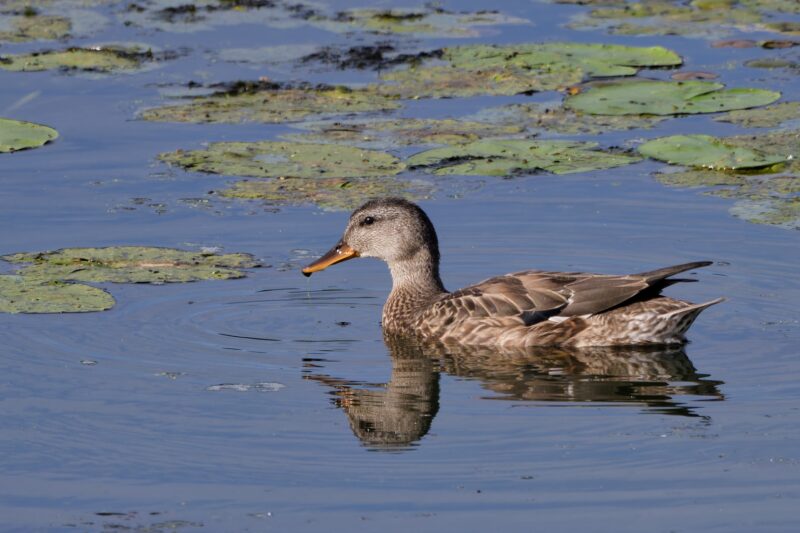 Canard chipeau femelle en Creuse