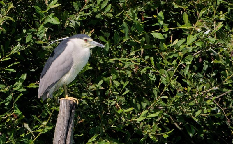 Bihoreau gris adulte sur l&rsquo;étang des Landes