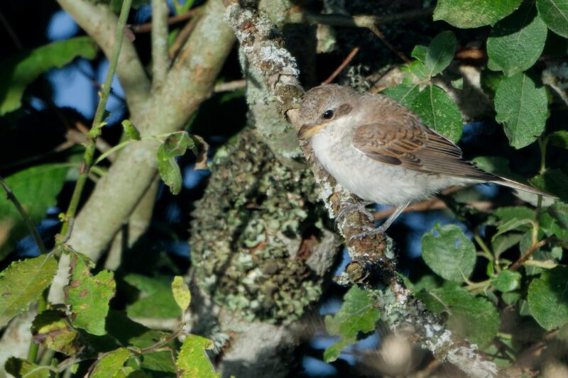 Pie-grièche écorcheur immature