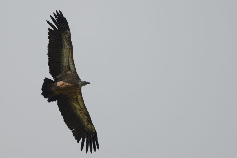 Vautour fauve en Auvergne