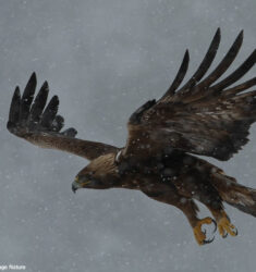 9ème Festival Pyrénéen de l’Image Nature