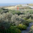 Le Maasvlakte (Pays-Bas), un nouvel « Eldorado » pour l’observation des oiseaux