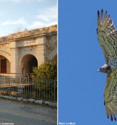Observation de la migration depuis le camp de migration du Fort de la Revère