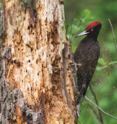39ème Festival International du Film Ornithologique de Ménigoute (FIFO)