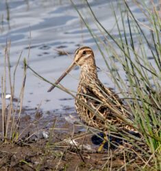 Découverte guidée de la Réserve Naturelle Régionale du bassin de la Bièvre
