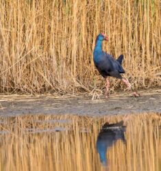 7ème Festival « Dans les Bras du Rhône »