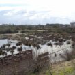 Observer les oiseaux dans le parc écologique Izadia (Pyrénées-Atlantiques), un vestige de l’ancienne embouchure de l’Adour