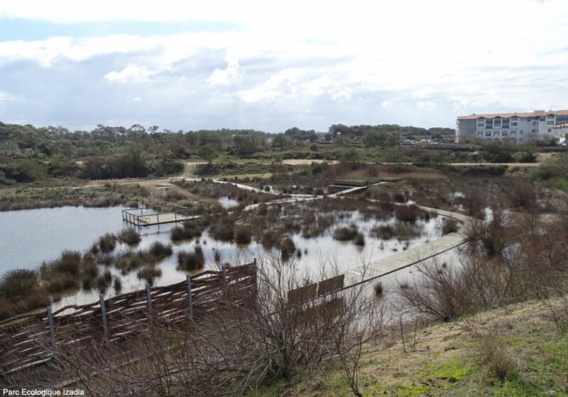 Observer les oiseaux dans le parc écologique Izadia (Pyrénées-Atlantiques), un vestige de l’ancienne embouchure de l’Adour