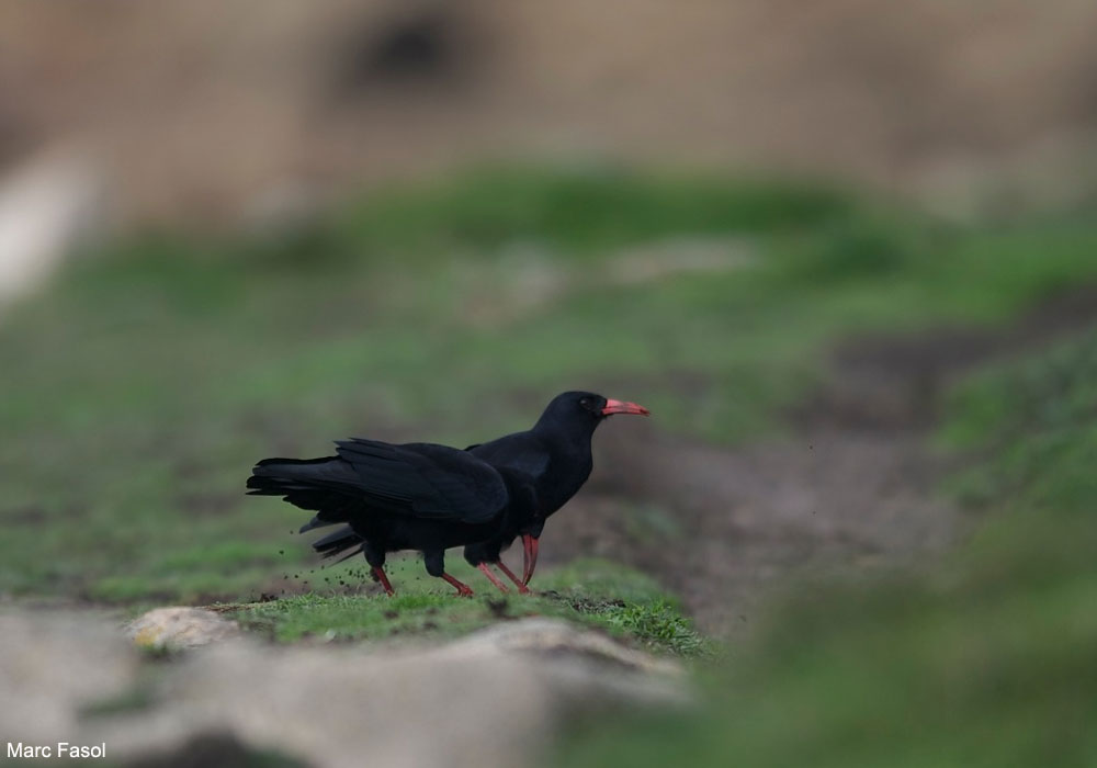Craves à bec rouge (Pyrrhocorax pyrrhocorax)