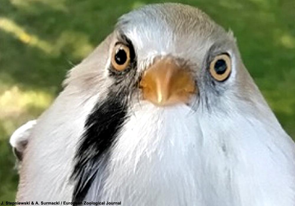 Panure à moustaches (Panurus biarmicus)