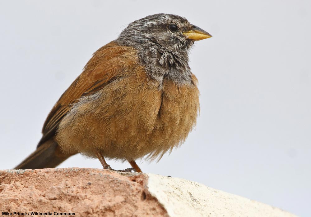 Bruant du Sahara (Emberiza sahari) mâle