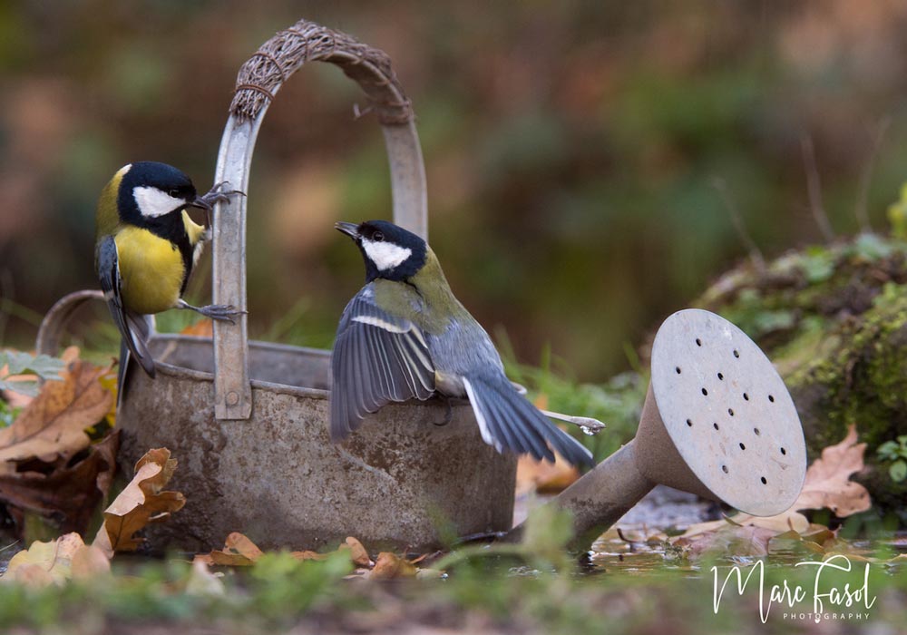Mésanges charbonnières (Parus major)
