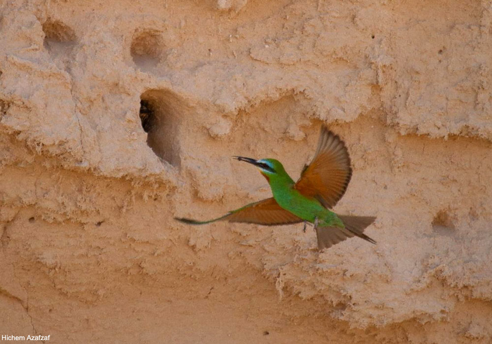 Guêpier de Perse (Merops persicus