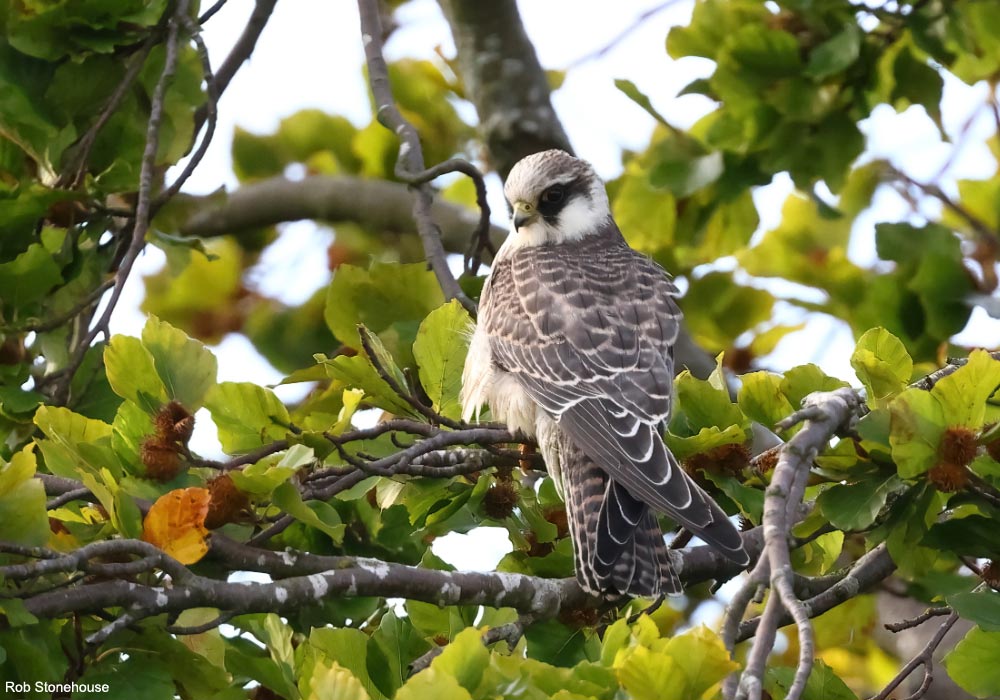Faucon kobez (Falco vespertinus) de première année