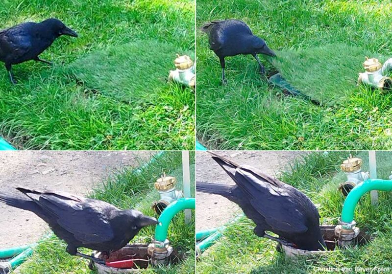 Trouver de l’eau en ville : un exemple de l’ingéniosité de la Corneille noire
