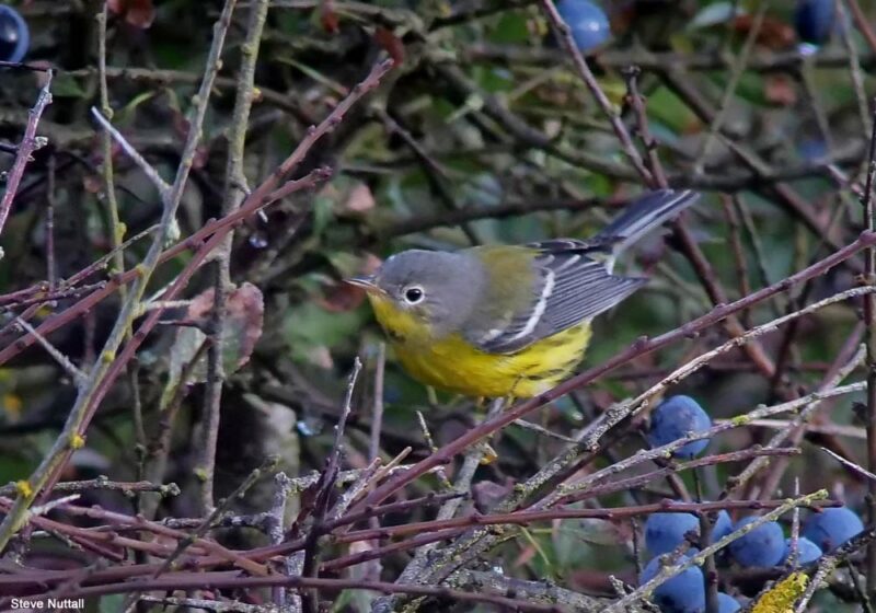 Parulines et autres oiseaux rares dans le parc national côtier du Pembrokeshire (Grande-Bretagne)
