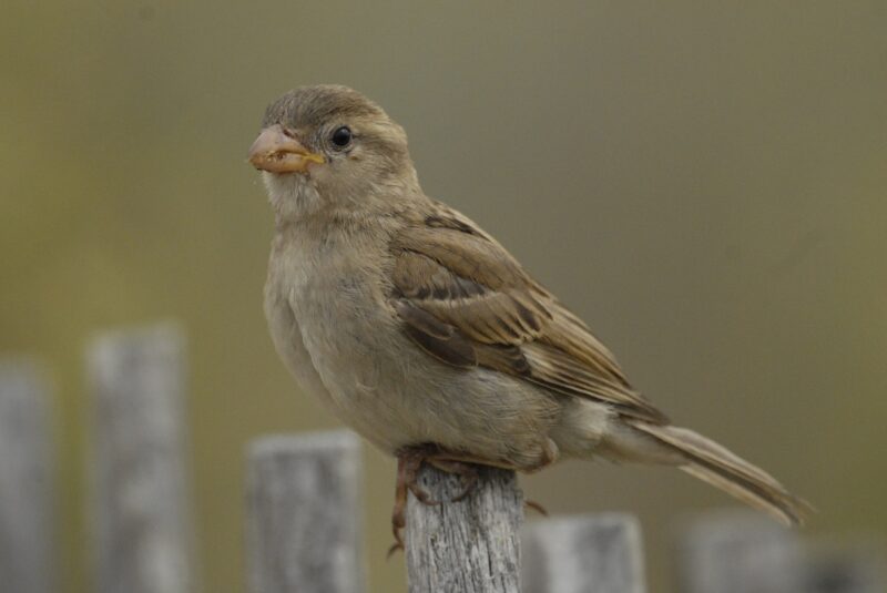 Moineau domestique femelle