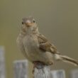 Moineau domestique femelle