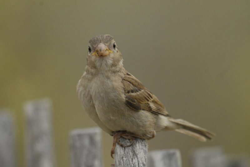 Moineau domestique femelle