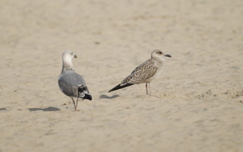 Goélands argentés sur la plage