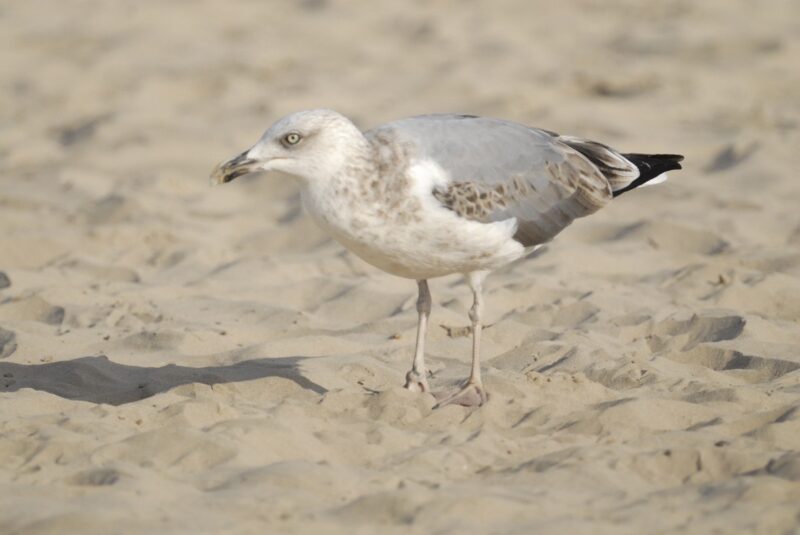 Goéland argenté de second hiver