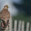 Faucon crécerelle