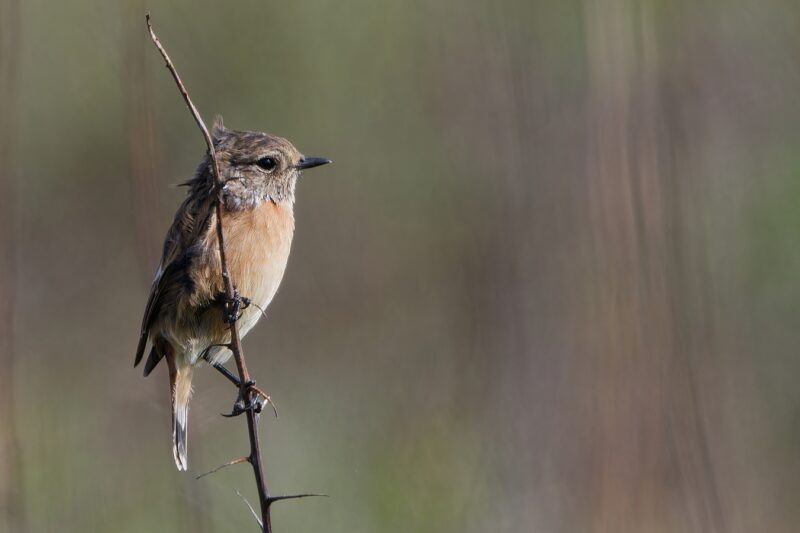 Tarier pâtre femelle en baie d&rsquo;Audierne