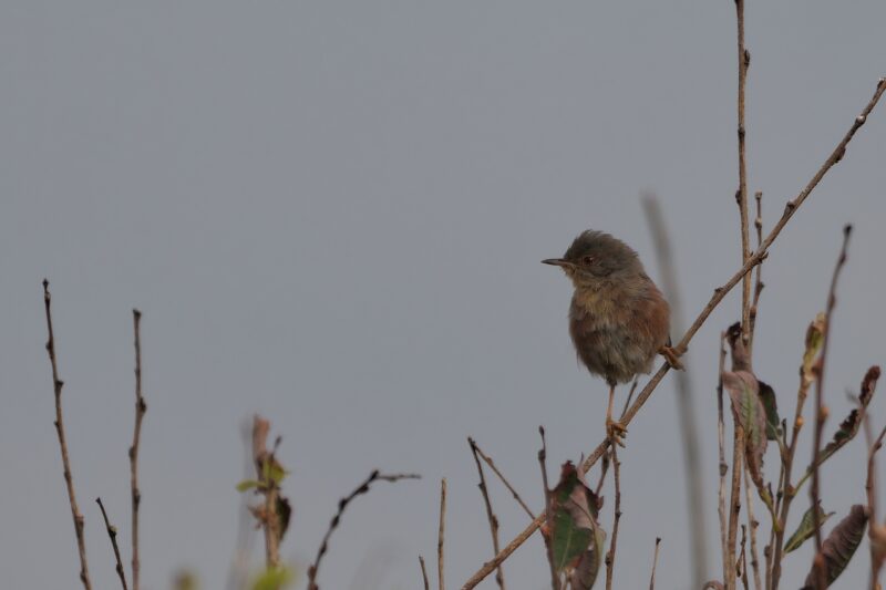 Fauvette pitchou en Bretagne