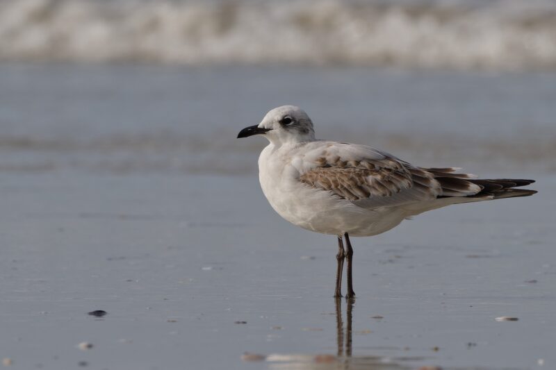 Mouette mélanocéphale immature