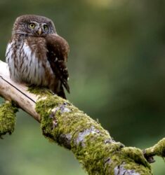 26ème festival international de la photo animalière et de nature de Montier-en-Der