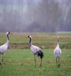 Sixième festival Festi’Grues