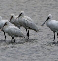 Semaine-anniversaire de la réserve ornithologique du Teich (Gironde)
