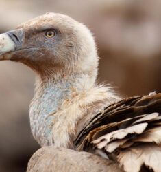 Exposition « Les vautours, ces oiseaux de bon augure »