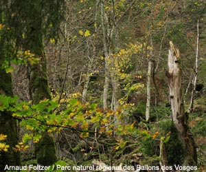 Érablaie sur éboulis dans la Réserve Naturelle du Frankenthal-Missheimle (Vosges)