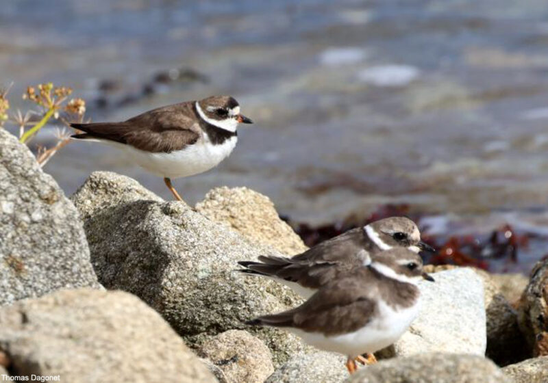 Comment distinguer le Gravelot semipalmé et le Grand Gravelot ?