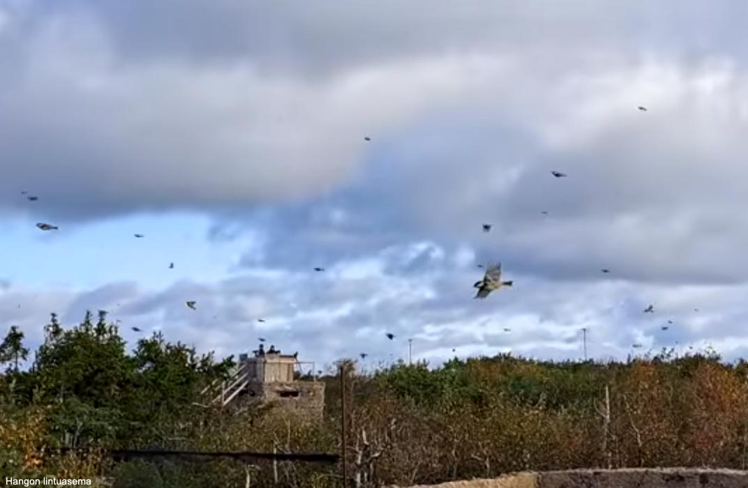 Passage record de Mésanges noirs (Periparus ater)