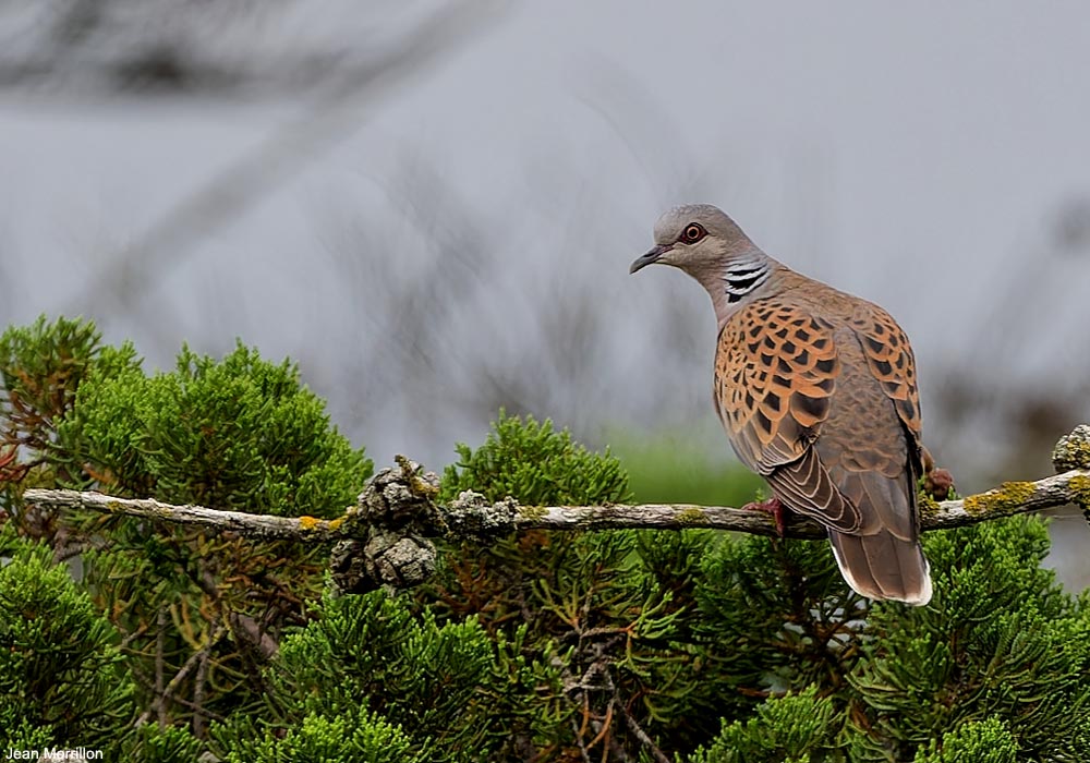 Tourterelle des bois