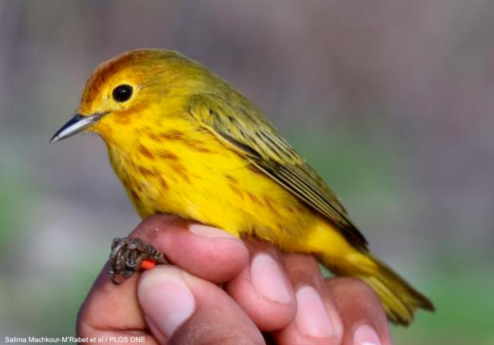 Paruline jaune (Setophaga petechia) mâle