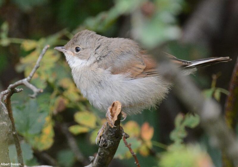 Premier cas documenté d’hybridation entre les Fauvettes à lunettes et grisette