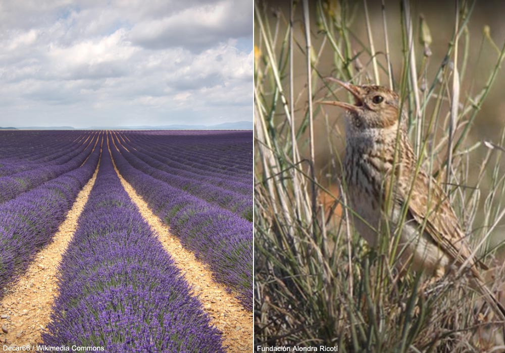 Sirli de Dupont (Chersophilus duponti) et champ de lavandin