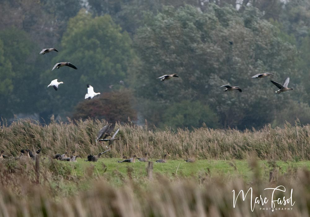 Oies de Ross (Anser rossii) (dont une baguée au Canada) et à bec court (A. brachyrynchus)