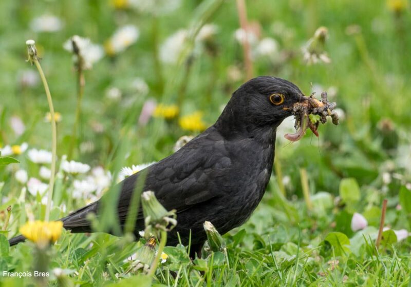 Une étude espagnole confirme que le gazon artificiel constitue une menace pour l’avifaune des parcs et des jardins