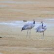 Grues cendrées sur le lac du Der