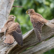 Jeunes Faucons crécerelles