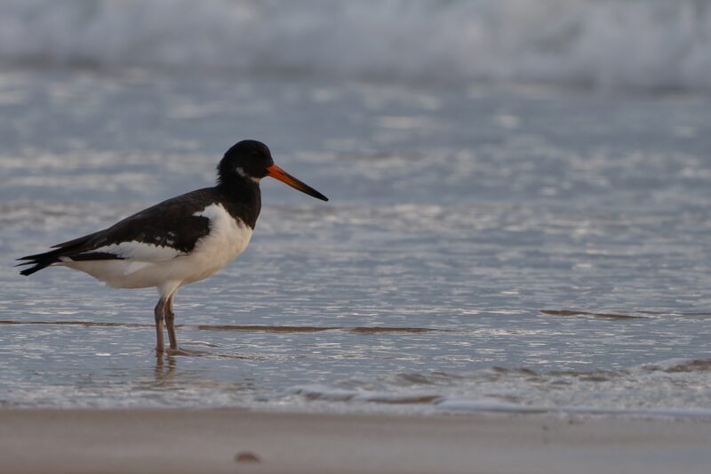 Huîtrier-pie sur l’île d’Oléron