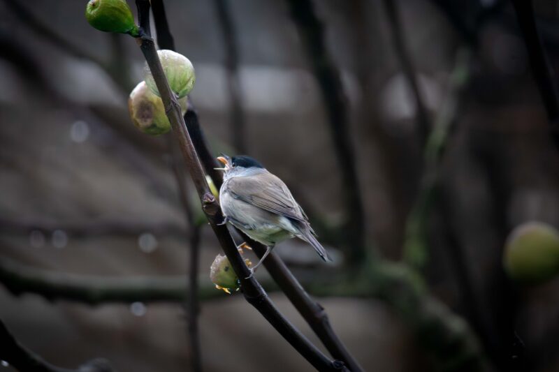 Fauvette à tête noire mâle sur figuier