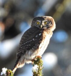 7ème colloque Grand Est d’ornithologie